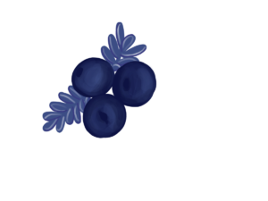 A trio monochromatic purple blueberries and foliage.