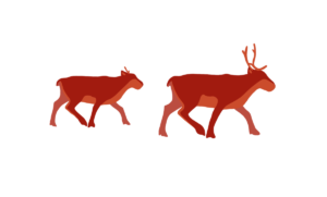 A monochromatic watercolor illustration of a caribou heard walking through the snow as seen from a bird’s eye view. Designed by Gitxsan author, artist and climate researcher Hetxw’ms Gyetxw (Brett D. Huson)